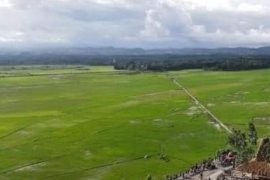Lumbung pangan Sumba Tengah belum terserang hama belalang