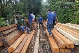 KPH minta pelaku ilegal logging di Kapuas Hulu ada kepastian hukum