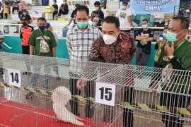 Wali Kota Eri ajak UMKM di Surabaya geluti bisnis merpati