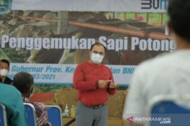 Bangka Belitung gencarkan penggemukan sapi di Belitung guna kurangi impor daging