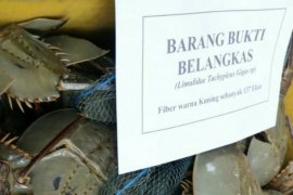 WALHI Sumut apresiasi BKSDA yang melepasliarkan hewan belangkas