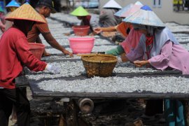 Stok ikan teri asin di Pulau Pasaran mulai melimpah