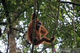 Orangutan Sumatra di Kawasan KEL Page 1 Small