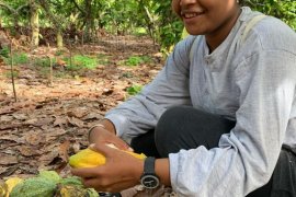 Petani milenial untuk regenerasi 12 klon kakao di Ransiki