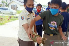 Damkar Satpol PP Landak gelar pelatihan menangkap ular
