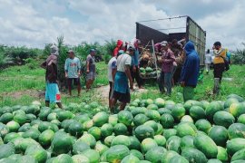Petani Desa Makmur Peduli Api berhasil budidayakan semangka, panen hingga 20 ton