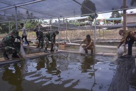 TNI bantu bibit ikan tingkatkan ekonomi masyarakat