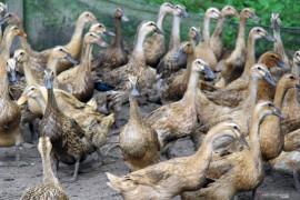 Polda Aceh tetapkan empat tersangka korupsi pengadaan bebek