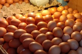 Harga telur ayam ras di pasar Ambon turun