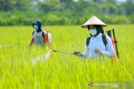 Banyuwangi peroleh jatah pupuk urea bersubsidi 60.623 ton pada 2021