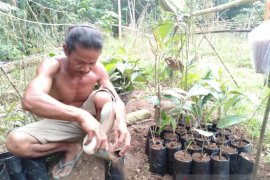 FKH Balangan lakukan pembibitan tanaman enau