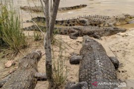 Mengaku pawang, lansia diterkam saat hendak jinakkan buaya