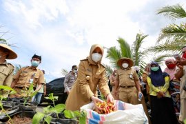 Bupati Banyuwangi yakini video cabai dicat ulah oknum mencari keuntungan