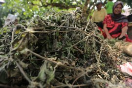 Petani meminta perusahaan daerah membeli nilam