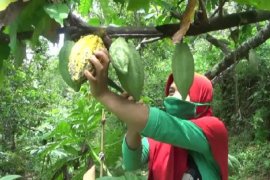 Pengolahan pascapanen kakao-kopi di Madiun belum maksimal