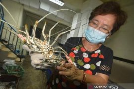 Lobster Kualitas  Ekspor Dari  Mentawai
