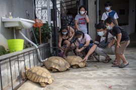 Melihat Penangkaran Kura-Kura Asal Afrika di palembang Page 6 Small