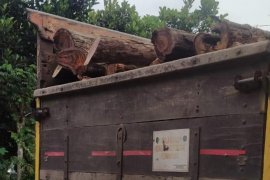 Warga gagalkan pengangkutan pohon sonokeling dari hutan Gua Pasir Tulungagung