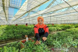 Dipuji Presiden, teknologi nursery PT RAPP hasilkan produk ramah lingkungan