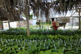 Cargill-Nestle dukung petani kakao Sulawesi kembangkan produksi