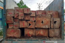 Di Buton Selatan, Balai Gakkum KLHK sita puluhan kayu jati ilegal