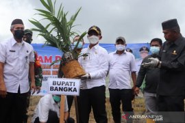 Bupati Bangka tanam perdana program peremajaan sawit