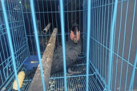 Gakkum KLHK sita 125 satwa dilindungi