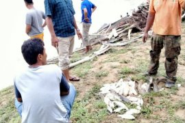 Sungai Batang Serangan Langkat tercemar, ribuan ikan mabuk dan mati
