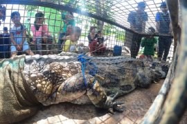 Pelepasliaran buaya di Banyuasin