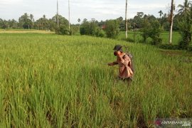 Dalam lima bulan terakhir, hama wereng serang lahan pertanian di Agam