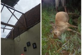Angin kencang dan petir di Timbang Lawan Bahorok Langkat, lima rumah rusak, lembu mati