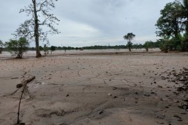 Persawahan di Kalsel banyak rusak karena bencana banjir