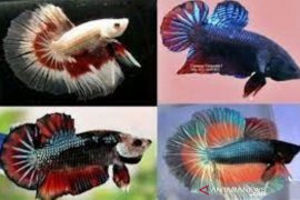 Kolektor Ikan Cupang lakukan lelang untuk sumbang panti asuhan di Bali