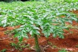 BRI Medan jajaki penyaluran KUR untuk usaha tanaman porang di Sumut