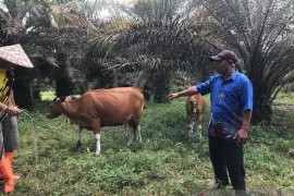 Petani Desa Batu Gajah bertani sambl patroli karhutla