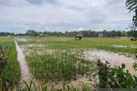 Sekolah dan puluhan hektare tanaman warga di Aceh Jaya terendam banjir