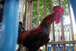 Nilai jual Ayam Pelung kembali bergeliat