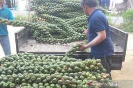 Jelang Ramadhan 1442 H, permintaan Kolang Kaling Tapsel luar Sumatera meningkat stok barang kurang
