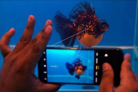 Pameran ikan mas koki