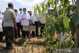 Harga lada putih kembali naik tinggi