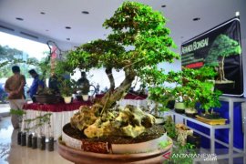 Pameran Bonsai Di Kudus Page 1 Small