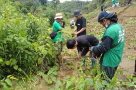 700 pohon enau Balangan ditanam di Loksado dan Piani