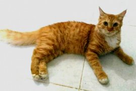 Tips mengatasi kutu pada hewan peliharaan