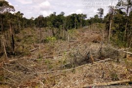 Akibat perambahan, 334,38 hektare Hutan Produksi di Mukomuko rusak