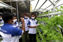 Pelatihan Budi Daya Hidroponik