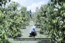 Aplikasi SpiceUp tingkatkan daya saing lada