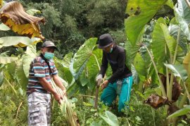 Danone rayakan Hari Air dengan tanam 2,4 juta pohon