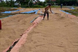 Harga gabah di Mesuji anjlok