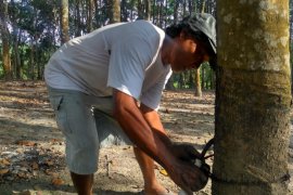 Daya beli petani Jambi meningkat