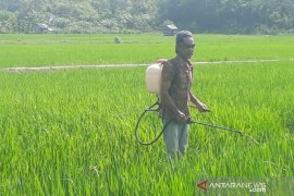 Tanaman padi di Aceh Jaya diserang hama ulat